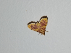 Conogethes haemactalis
