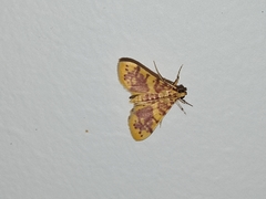 Conogethes haemactalis