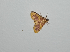 Conogethes haemactalis