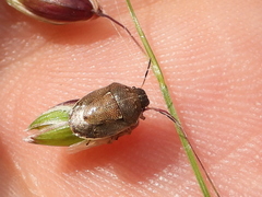 Neottiglossa pusilla