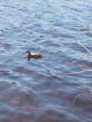 Anas platyrhynchos