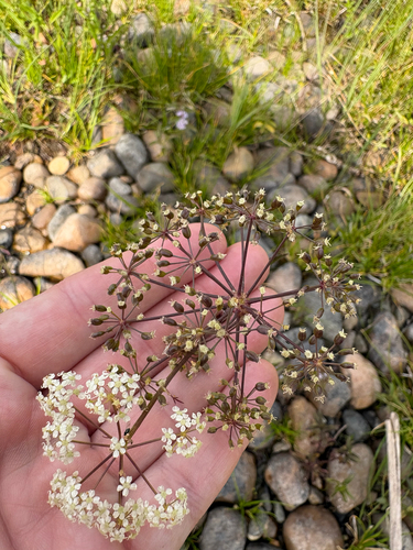 Western Water Hemlock