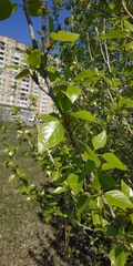 Populus × sibirica