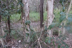Xanthorrhoea fulva