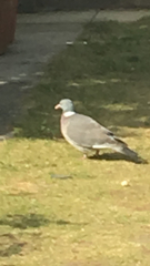 Columba palumbus