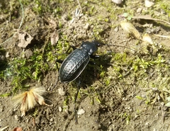 Carabus granulatus interstitialis