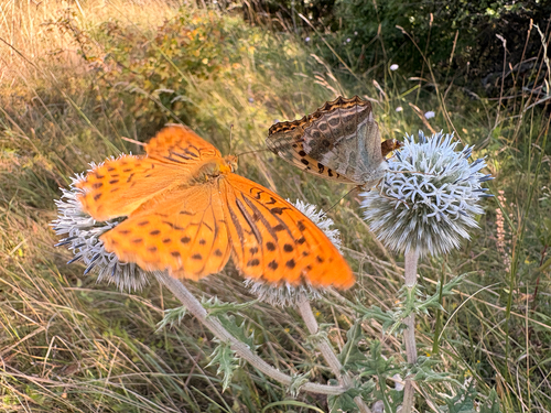 Silver-washed Fritillary