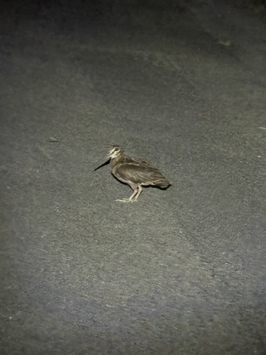 Amami Woodcock (Scolopax mira), photo 3