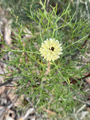 Petrophile sessilis observed 2026-08-01