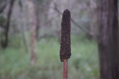 Xanthorrhoea fulva