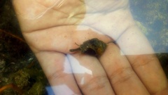 Gastropoda