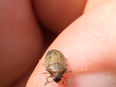 Neottiglossa pusilla