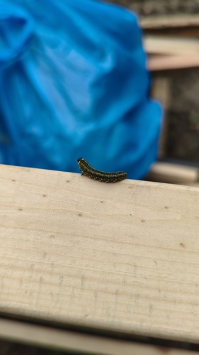 Introduced Pine Sawfly