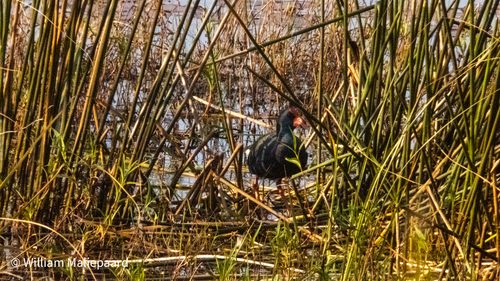 iNaturalist image