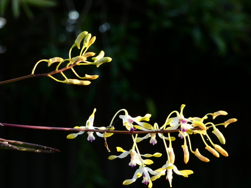 Dendrobium canaliculatum, photograph 6