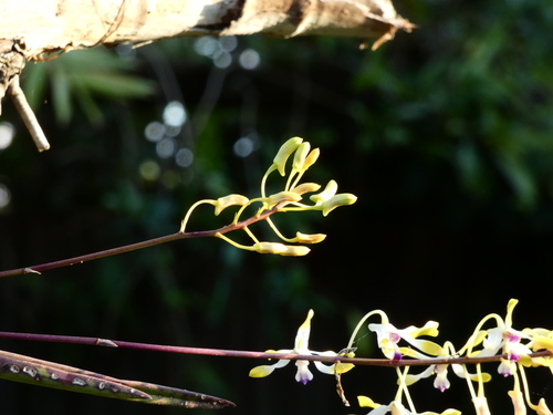 Dendrobium canaliculatum, photograph 5