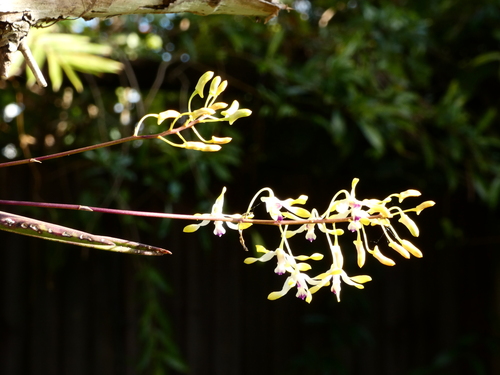 Dendrobium canaliculatum, photograph 4
