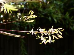 Dendrobium canaliculatum, photograph (c) Steve Fitzgerald, some rights reserved (CC BY-SA)