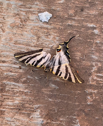 Iberian Scarce Swallowtail