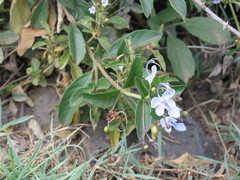 Rotheca