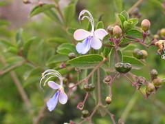 Rotheca
