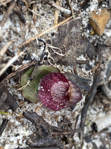 Corybas undulatus, 2026-08-01