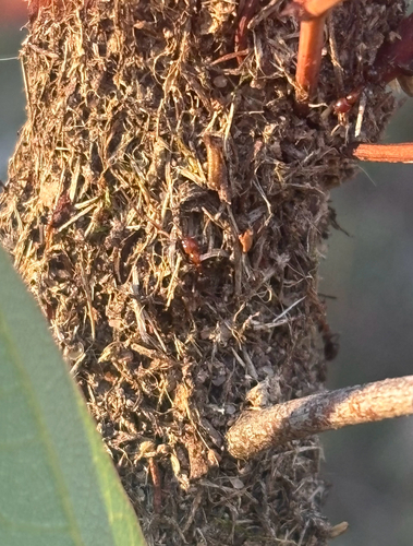 Shining Coconut Ant
