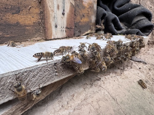 Asian Honey Bee