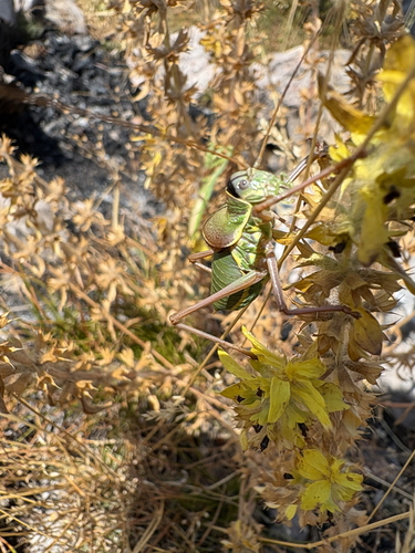Saddle-backed Bush Cricket