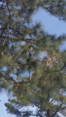 Pinus palustris