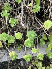 Sedum kimnachii