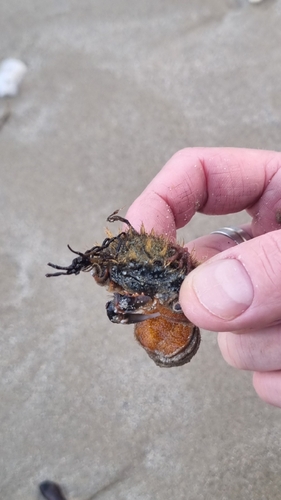Hairy Seaweed Crab