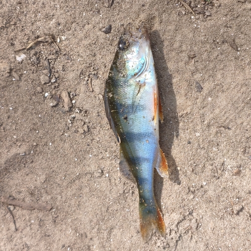 European Perch