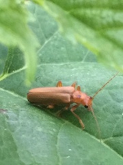 Lycocerus vitellinus