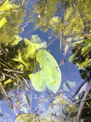 Nuphar lutea