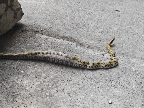 Beauty Ratsnake