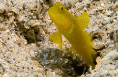 Cryptocentrus cinctus