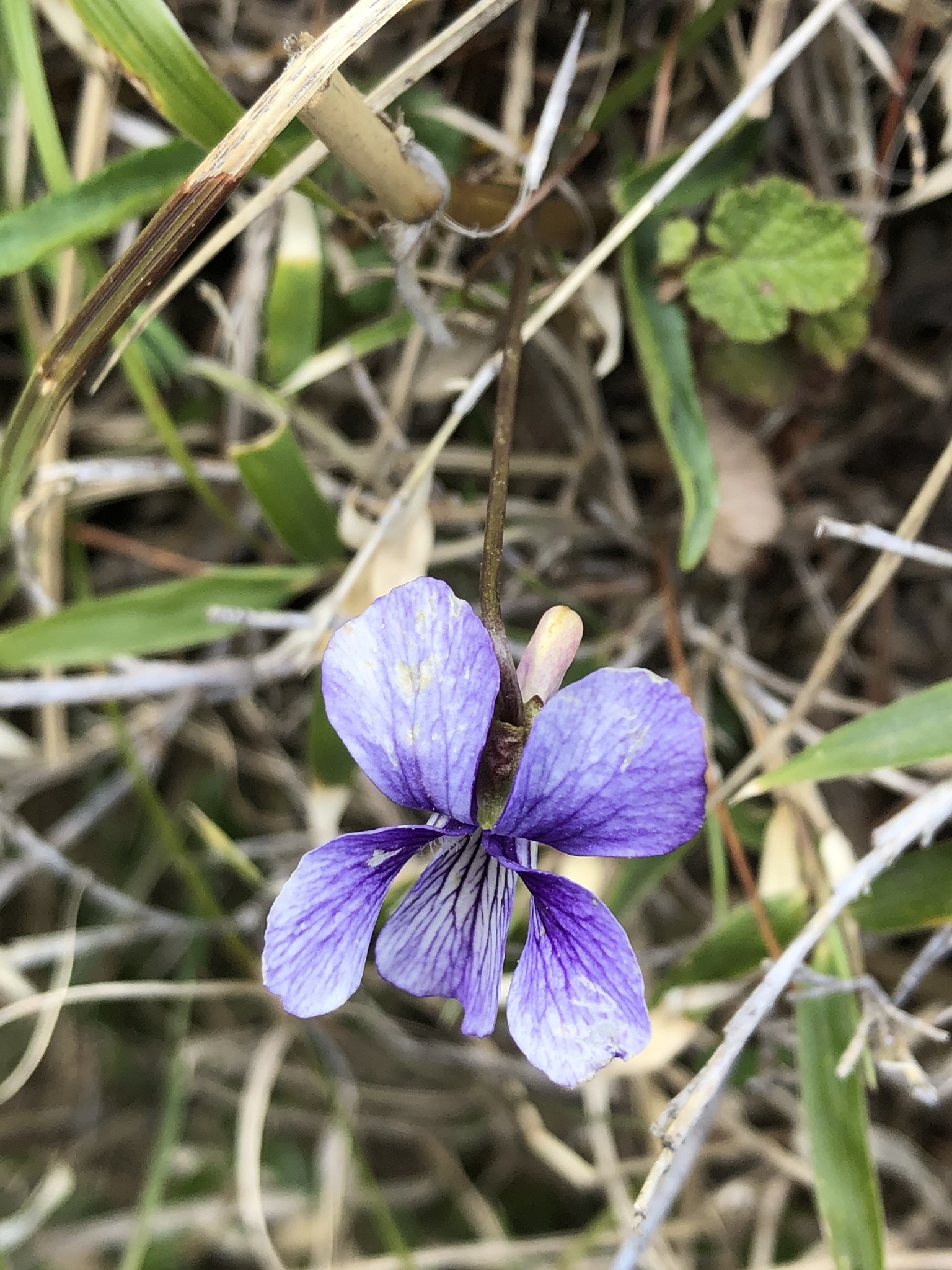 Manchurian violet (Viola mandshurica) · iNaturalist
