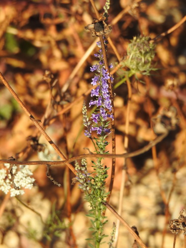 Anarrhinum bellidifolium, photograph 3