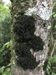 Leptogium coralloideum