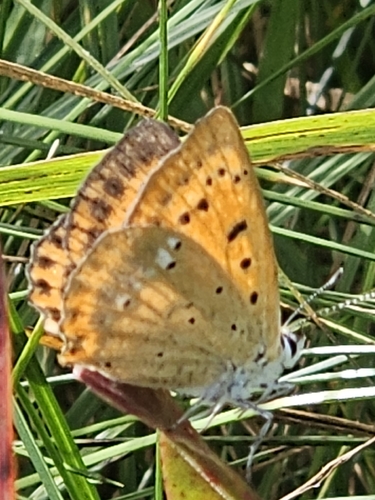 Scarce Copper