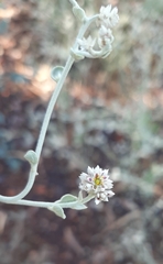 Ptilotus astrolasius
