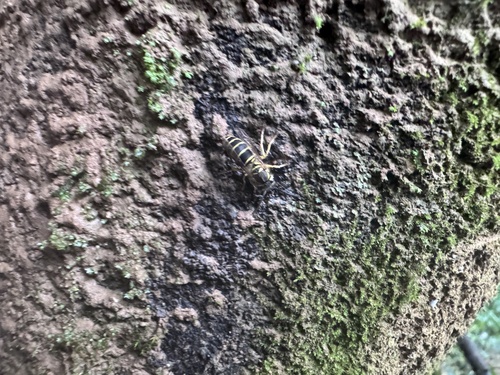 Common Asian Yellowjacket