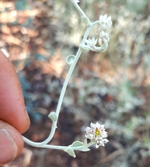 Ptilotus astrolasius
