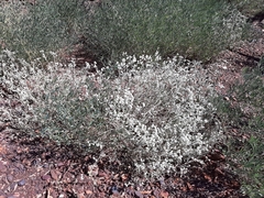 Ptilotus astrolasius