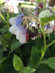 Symphytum officinale