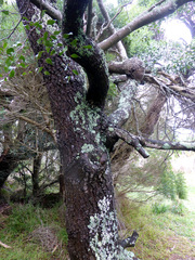 Cadellia pentastylis