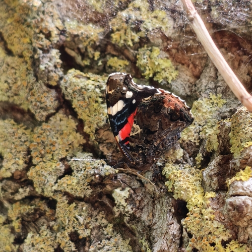 Red Admiral