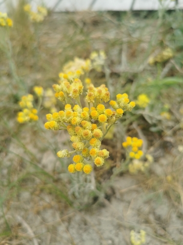 Dwarf Everlasting