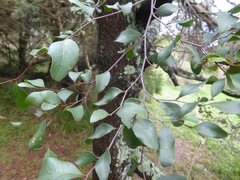 Cadellia pentastylis